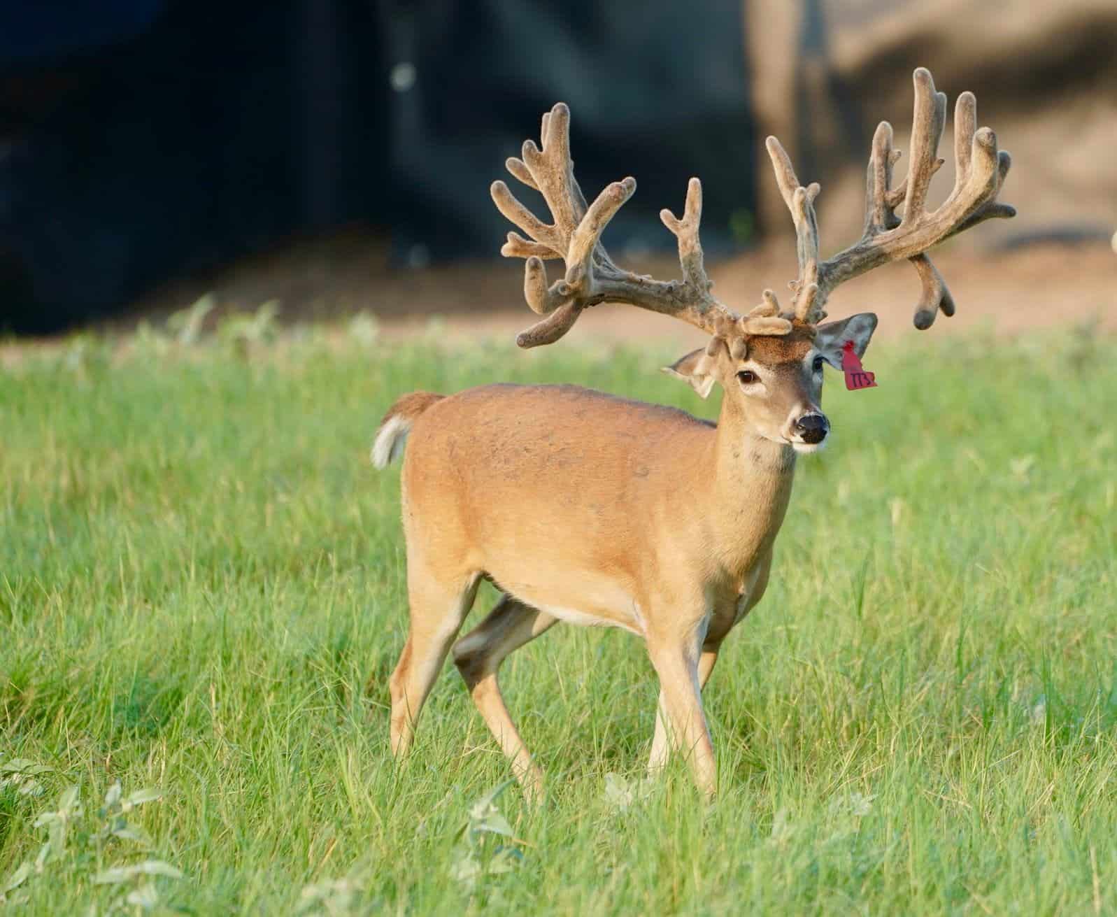 M3 Whitetails are Texas deer breeders that specialize in raising and selling whitetail Breeder Bucks, whitetail DMP Bucks, whitetail Stocker Bucks, as well as open and bred whitetail does. Big Texas Typicals are what buyers want when buying Texas DMP Bucks, Stocker Bucks, and Breeder Bucks. Our whitetail deer for sale are sure to impress prospective buyers and are priced competitively.