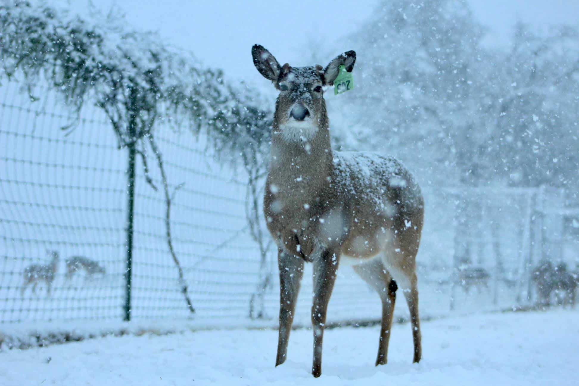 M3 Whitetails are Texas deer breeders that specialize in raising and selling whitetail Breeder Bucks, whitetail DMP Bucks, whitetail Stocker Bucks, as well as open and bred whitetail does. Big Texas Typicals are what buyers want when buying Texas DMP Bucks, Stocker Bucks, and Breeder Bucks.  Our whitetail deer for sale are sure to impress prospective buyers and are priced competitively.