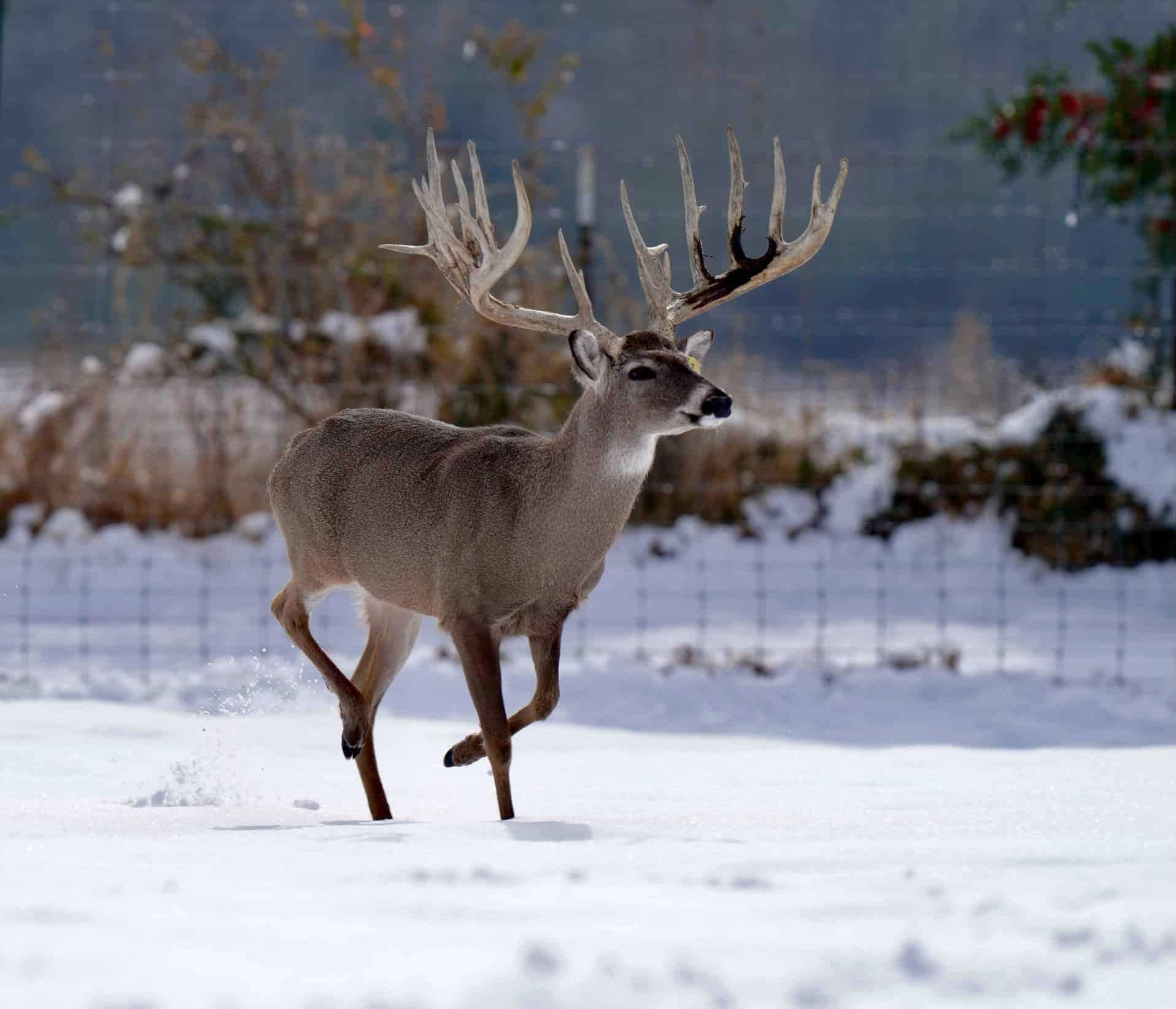 M3 Whitetails are Texas deer breeders that specialize in raising and selling whitetail Breeder Bucks, whitetail DMP Bucks, whitetail Stocker Bucks, as well as open and bred whitetail does. Big Texas Typicals are what buyers want when buying Texas DMP Bucks, Stocker Bucks, and Breeder Bucks.  Our whitetail deer for sale are sure to impress prospective buyers and are priced competitively.