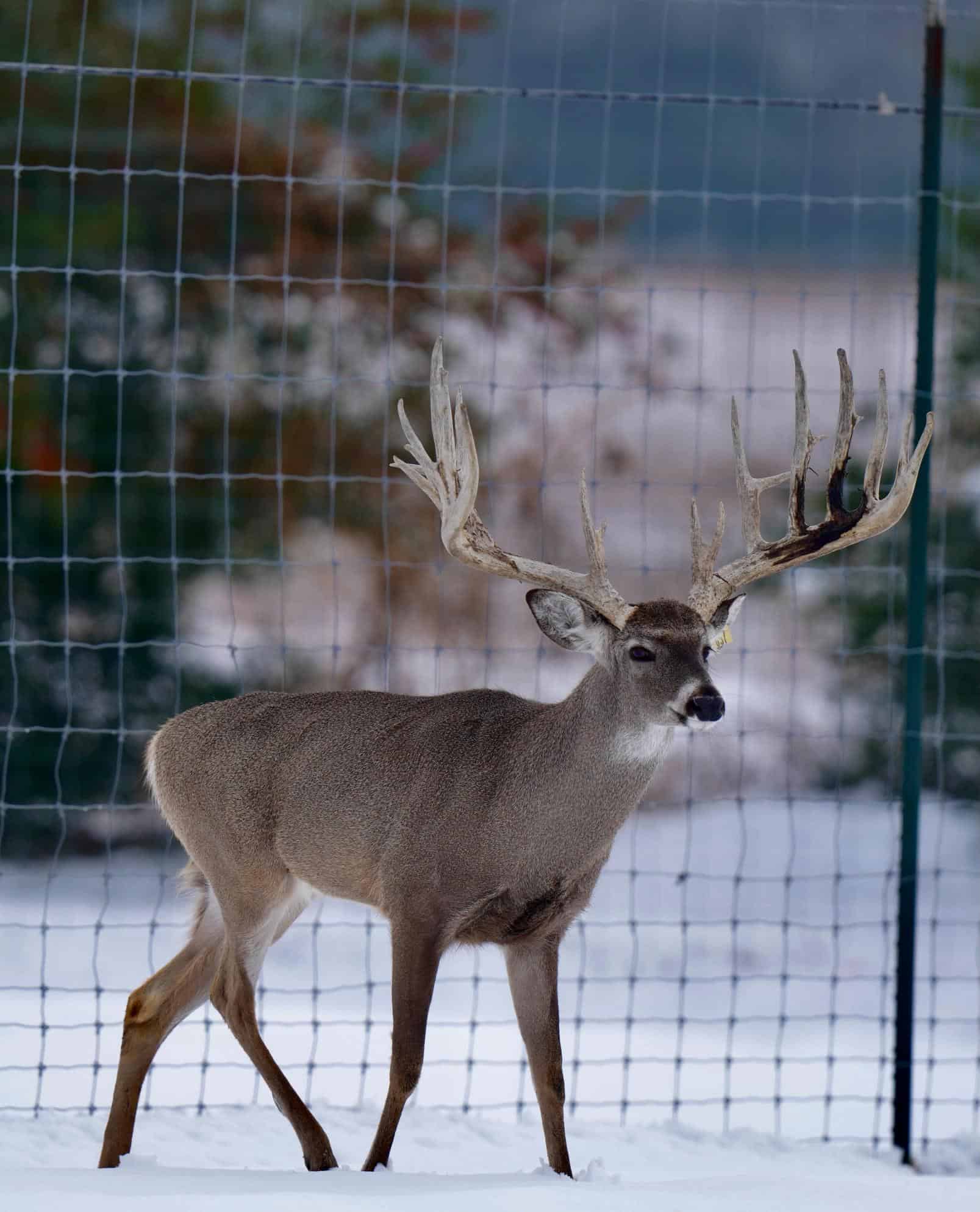 M3 Whitetails are Texas deer breeders that specialize in raising and selling whitetail Breeder Bucks, whitetail DMP Bucks, whitetail Stocker Bucks, as well as open and bred whitetail does. Big Texas Typicals are what buyers want when buying Texas DMP Bucks, Stocker Bucks, and Breeder Bucks.  Our whitetail deer for sale are sure to impress prospective buyers and are priced competitively.