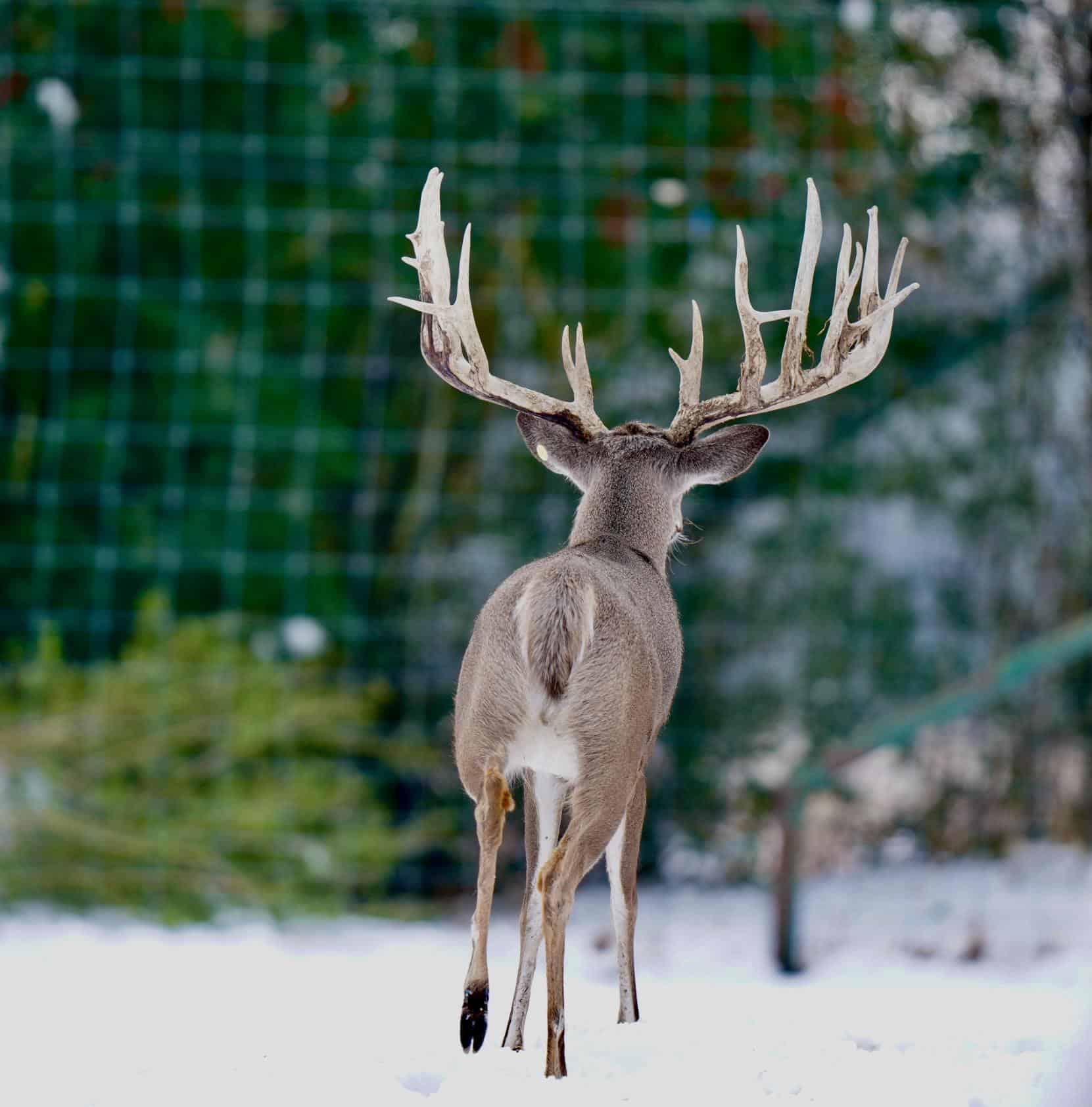 M3 Whitetails are Texas deer breeders that specialize in raising and selling whitetail Breeder Bucks, whitetail DMP Bucks, whitetail Stocker Bucks, as well as open and bred whitetail does. Big Texas Typicals are what buyers want when buying Texas DMP Bucks, Stocker Bucks, and Breeder Bucks.  Our whitetail deer for sale are sure to impress prospective buyers and are priced competitively.