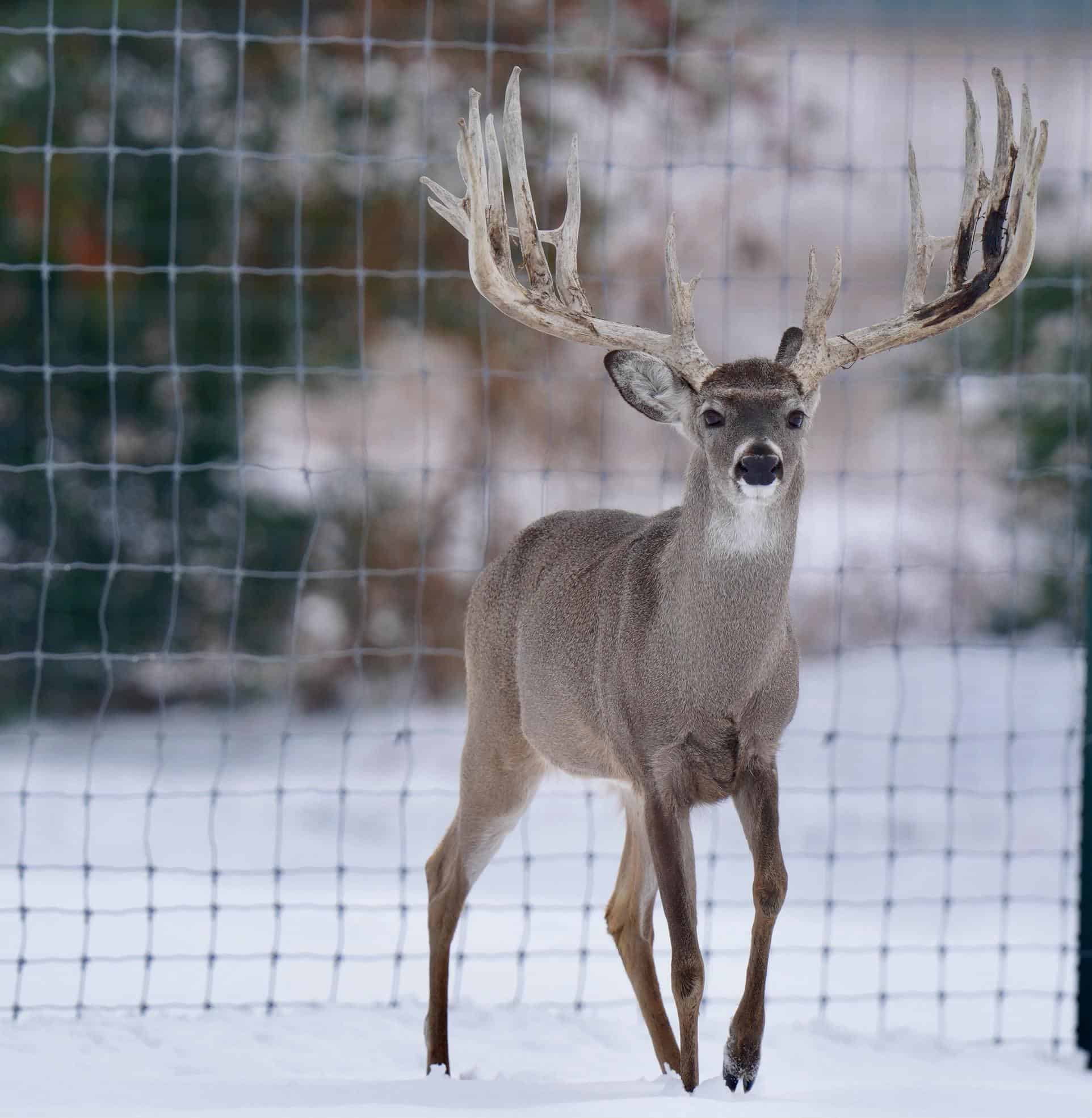 M3 Whitetails are Texas deer breeders that specialize in raising and selling whitetail Breeder Bucks, whitetail DMP Bucks, whitetail Stocker Bucks, as well as open and bred whitetail does. Big Texas Typicals are what buyers want when buying Texas DMP Bucks, Stocker Bucks, and Breeder Bucks. Our whitetail deer for sale are sure to impress prospective buyers and are priced competitively.