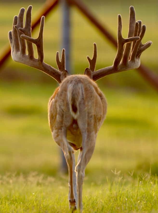 M3 Whitetails are Texas deer breeders that specialize in raising and selling whitetail Breeder Bucks, whitetail DMP Bucks, whitetail Stocker Bucks, as well as open and bred whitetail does. Big Texas Typicals are what buyers want when buying Texas DMP Bucks, Stocker Bucks, and Breeder Bucks. Our whitetail deer for sale are sure to impress prospective buyers and are priced competitively.
