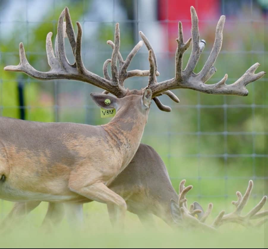 M3 Whitetails are Texas deer breeders that specialize in raising and selling whitetail Breeder Bucks, whitetail DMP Bucks, whitetail Stocker Bucks, as well as open and bred whitetail does. Big Texas Typicals are what buyers want when buying Texas DMP Bucks, Stocker Bucks, and Breeder Bucks. Our whitetail deer for sale are sure to impress prospective buyers and are priced competitively.