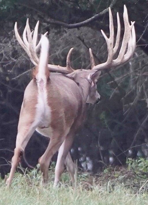 M3 Whitetails are Texas deer breeders that specialize in raising and selling whitetail Breeder Bucks, whitetail DMP Bucks, whitetail Stocker Bucks, as well as open and bred whitetail does. Big Texas Typicals are what buyers want when buying Texas DMP Bucks, Stocker Bucks, and Breeder Bucks. Our whitetail deer for sale are sure to impress prospective buyers and are priced competitively.