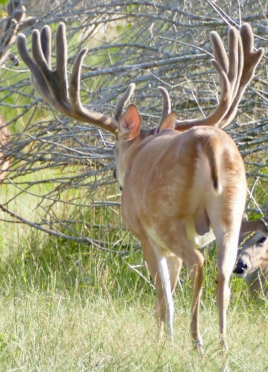M3 Whitetails are Texas deer breeders that specialize in raising and selling whitetail Breeder Bucks, whitetail DMP Bucks, whitetail Stocker Bucks, as well as open and bred whitetail does. Big Texas Typicals are what buyers want when buying Texas DMP Bucks, Stocker Bucks, and Breeder Bucks. Our whitetail deer for sale are sure to impress prospective buyers and are priced competitively.