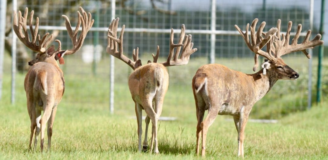 M3 Whitetails are Texas deer breeders that specialize in raising and selling whitetail Breeder Bucks, whitetail DMP Bucks, whitetail Stocker Bucks, as well as open and bred whitetail does. Big Texas Typicals are what buyers want when buying Texas DMP Bucks, Stocker Bucks, and Breeder Bucks. Our whitetail deer for sale are sure to impress prospective buyers and are priced competitively.