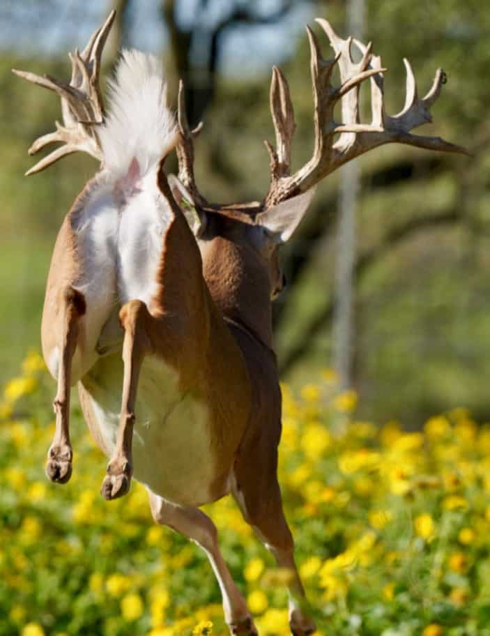 M3 Whitetails are Texas deer breeders that specialize in raising and selling whitetail Breeder Bucks, whitetail DMP Bucks, whitetail Stocker Bucks, as well as open and bred whitetail does. Big Texas Typicals are what buyers want when buying Texas DMP Bucks, Stocker Bucks, and Breeder Bucks. Our whitetail deer for sale are sure to impress prospective buyers and are priced competitively.