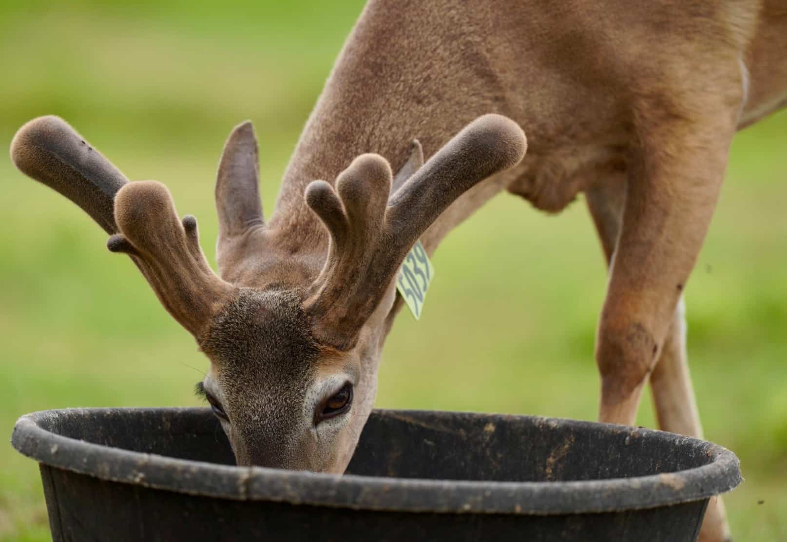 M3 Whitetails are Texas deer breeders that specialize in raising and selling whitetail Breeder Bucks, whitetail DMP Bucks, whitetail Stocker Bucks, as well as open and bred whitetail does. Big Texas Typicals are what buyers want when buying Texas DMP Bucks, Stocker Bucks, and Breeder Bucks. Our whitetail deer for sale are sure to impress prospective buyers and are priced competitively.