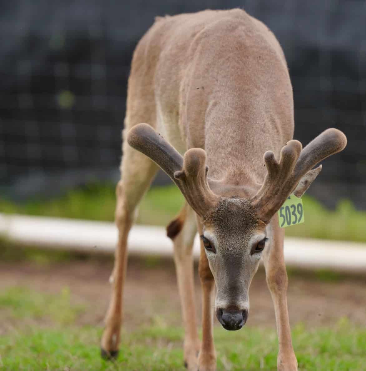 M3 Whitetails are Texas deer breeders that specialize in raising and selling whitetail Breeder Bucks, whitetail DMP Bucks, whitetail Stocker Bucks, as well as open and bred whitetail does. Big Texas Typicals are what buyers want when buying Texas DMP Bucks, Stocker Bucks, and Breeder Bucks. Our whitetail deer for sale are sure to impress prospective buyers and are priced competitively.