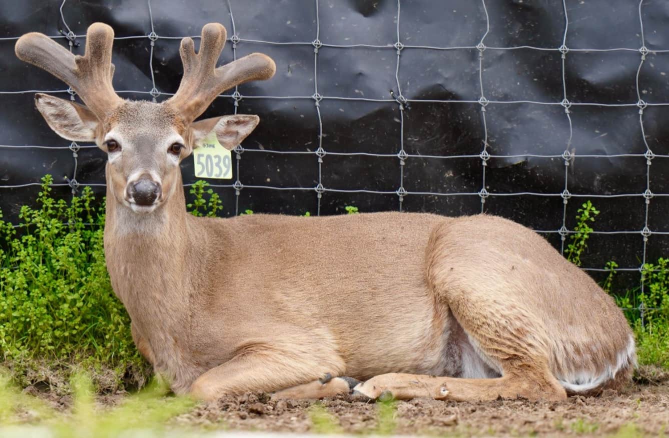 M3 Whitetails are Texas deer breeders that specialize in raising and selling whitetail Breeder Bucks, whitetail DMP Bucks, whitetail Stocker Bucks, as well as open and bred whitetail does. Big Texas Typicals are what buyers want when buying Texas DMP Bucks, Stocker Bucks, and Breeder Bucks. Our whitetail deer for sale are sure to impress prospective buyers and are priced competitively.