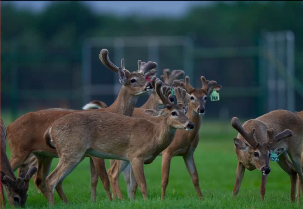M3 Whitetails are Texas deer breeders that specialize in raising and selling whitetail Breeder Bucks, whitetail DMP Bucks, whitetail Stocker Bucks, as well as open and bred whitetail does. Big Texas Typicals are what buyers want when buying Texas DMP Bucks, Stocker Bucks, and Breeder Bucks. Our whitetail deer for sale are sure to impress prospective buyers and are priced competitively.