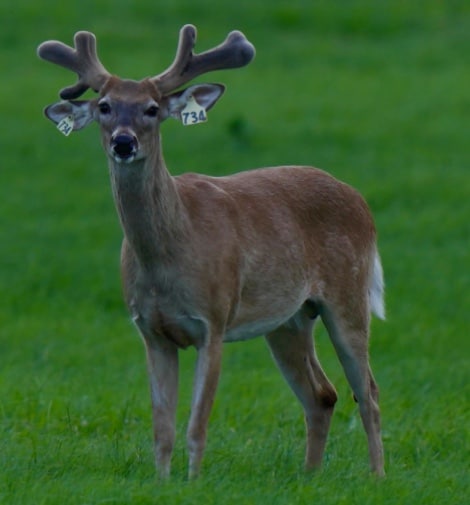 M3 Whitetails are Texas deer breeders that specialize in raising and selling whitetail Breeder Bucks, whitetail DMP Bucks, whitetail Stocker Bucks, as well as open and bred whitetail does. Big Texas Typicals are what buyers want when buying Texas DMP Bucks, Stocker Bucks, and Breeder Bucks. Our whitetail deer for sale are sure to impress prospective buyers and are priced competitively.