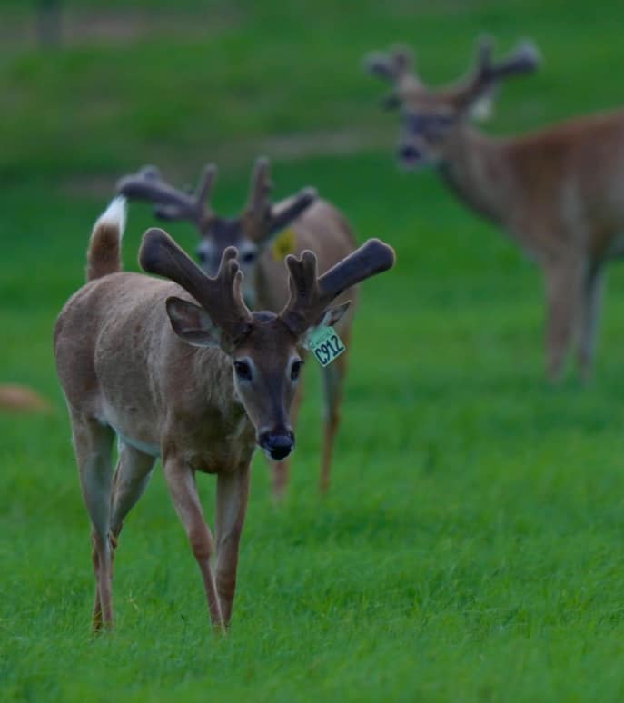 M3 Whitetails are Texas deer breeders that specialize in raising and selling whitetail Breeder Bucks, whitetail DMP Bucks, whitetail Stocker Bucks, as well as open and bred whitetail does. Big Texas Typicals are what buyers want when buying Texas DMP Bucks, Stocker Bucks, and Breeder Bucks. Our whitetail deer for sale are sure to impress prospective buyers and are priced competitively.