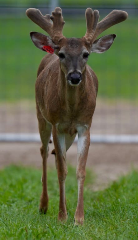 M3 Whitetails are Texas deer breeders that specialize in raising and selling whitetail Breeder Bucks, whitetail DMP Bucks, whitetail Stocker Bucks, as well as open and bred whitetail does. Big Texas Typicals are what buyers want when buying Texas DMP Bucks, Stocker Bucks, and Breeder Bucks. Our whitetail deer for sale are sure to impress prospective buyers and are priced competitively.