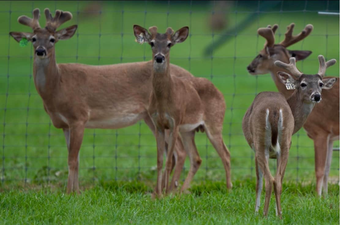 M3 Whitetails are Texas deer breeders that specialize in raising and selling whitetail Breeder Bucks, whitetail DMP Bucks, whitetail Stocker Bucks, as well as open and bred whitetail does. Big Texas Typicals are what buyers want when buying Texas DMP Bucks, Stocker Bucks, and Breeder Bucks. Our whitetail deer for sale are sure to impress prospective buyers and are priced competitively.