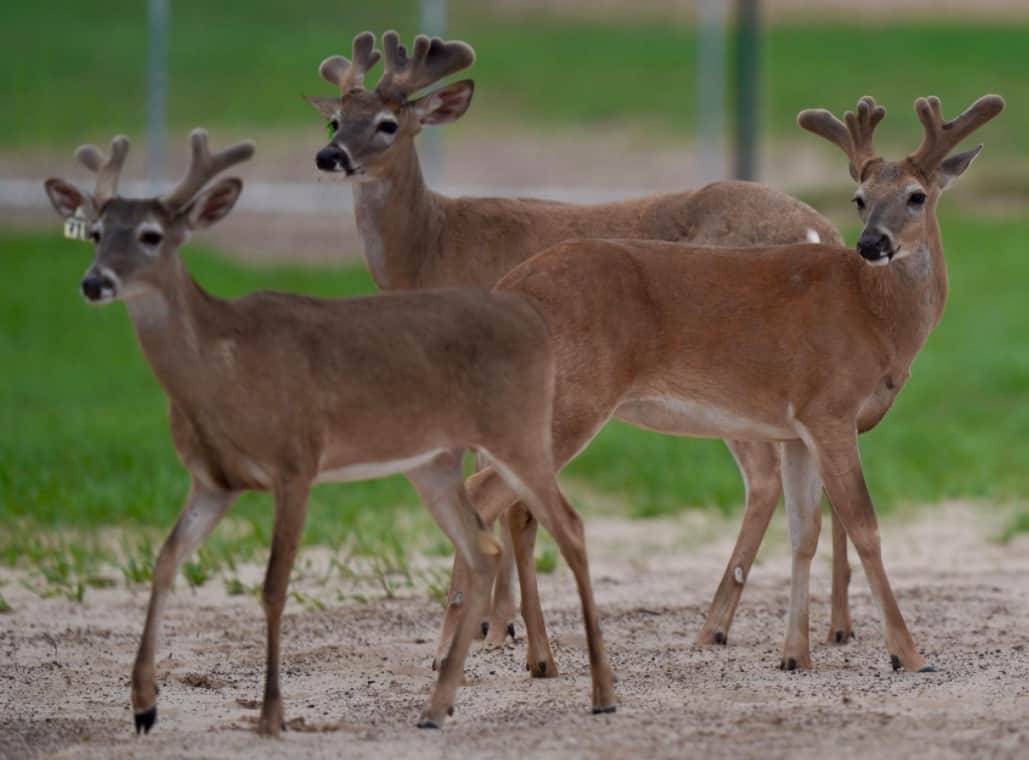 M3 Whitetails are Texas deer breeders that specialize in raising and selling whitetail Breeder Bucks, whitetail DMP Bucks, whitetail Stocker Bucks, as well as open and bred whitetail does. Big Texas Typicals are what buyers want when buying Texas DMP Bucks, Stocker Bucks, and Breeder Bucks. Our whitetail deer for sale are sure to impress prospective buyers and are priced competitively.