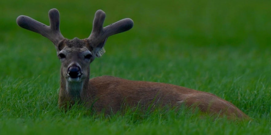 M3 Whitetails are Texas deer breeders that specialize in raising and selling whitetail Breeder Bucks, whitetail DMP Bucks, whitetail Stocker Bucks, as well as open and bred whitetail does. Big Texas Typicals are what buyers want when buying Texas DMP Bucks, Stocker Bucks, and Breeder Bucks. Our whitetail deer for sale are sure to impress prospective buyers and are priced competitively.