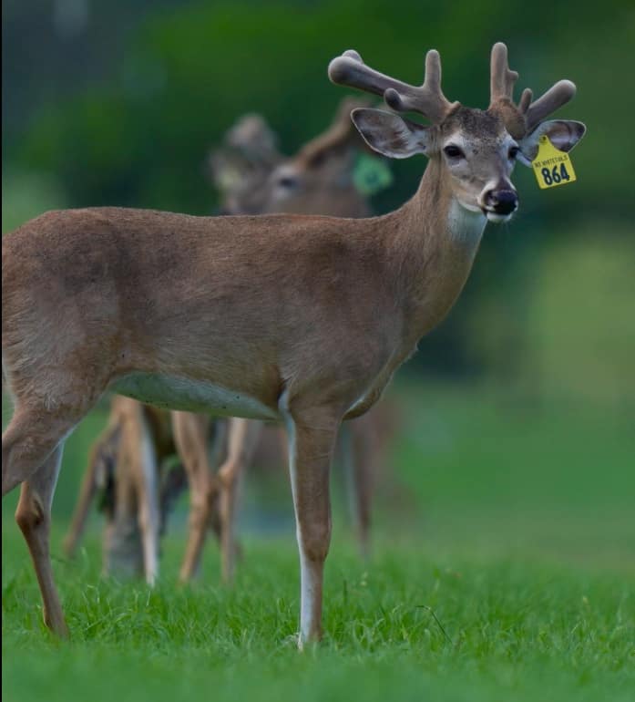 M3 Whitetails are Texas deer breeders that specialize in raising and selling whitetail Breeder Bucks, whitetail DMP Bucks, whitetail Stocker Bucks, as well as open and bred whitetail does. Big Texas Typicals are what buyers want when buying Texas DMP Bucks, Stocker Bucks, and Breeder Bucks. Our whitetail deer for sale are sure to impress prospective buyers and are priced competitively.