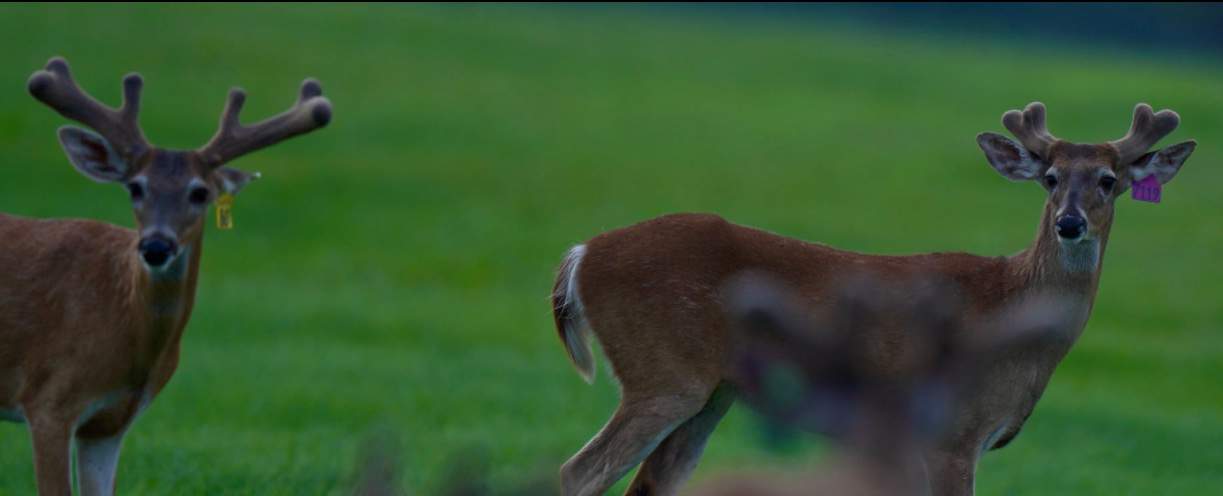 M3 Whitetails are Texas deer breeders that specialize in raising and selling whitetail Breeder Bucks, whitetail DMP Bucks, whitetail Stocker Bucks, as well as open and bred whitetail does. Big Texas Typicals are what buyers want when buying Texas DMP Bucks, Stocker Bucks, and Breeder Bucks. Our whitetail deer for sale are sure to impress prospective buyers and are priced competitively.