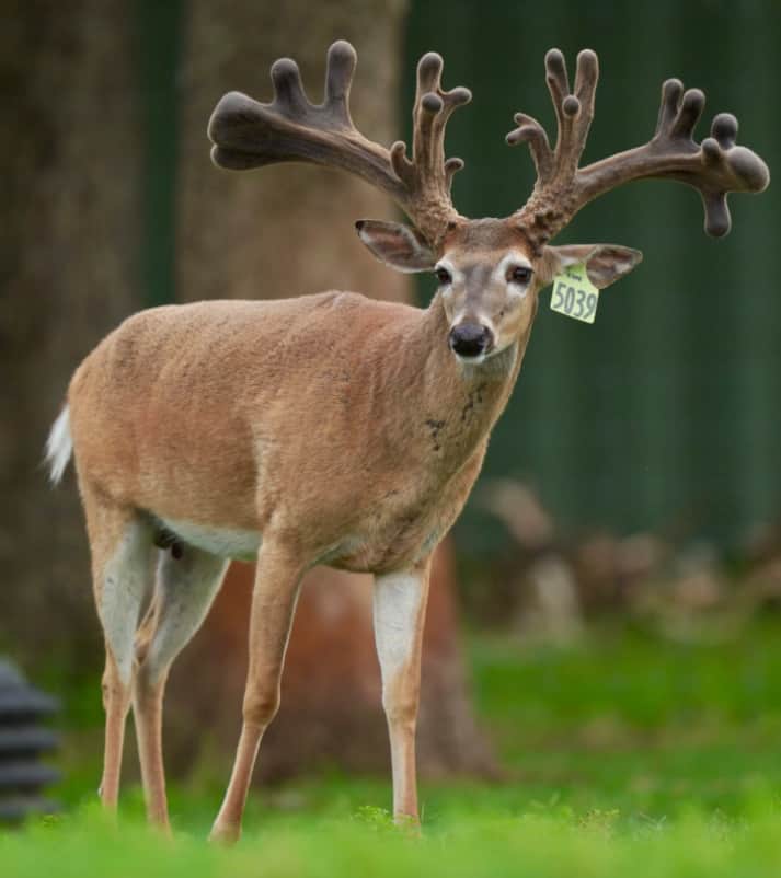 This M3 Whitetails buck is growing out nicely at our Texas whitetail deer farm. M3 Whitetails are Texas deer breeders that specialize in raising and selling whitetail Breeder Bucks, whitetail DMP Bucks, whitetail Stocker Bucks, as well as open and bred whitetail does. Big Texas Typicals are what buyers want when buying Texas DMP Bucks, Stocker Bucks, and Breeder Bucks. Our whitetail deer for sale are sure to impress prospective buyers and are priced competitively.
