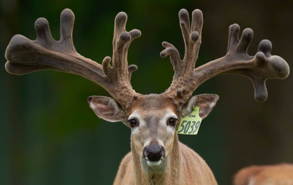 This M3 Whitetails buck is growing out nicely at our Texas whitetail deer farm. M3 Whitetails are Texas deer breeders that specialize in raising and selling whitetail Breeder Bucks, whitetail DMP Bucks, whitetail Stocker Bucks, as well as open and bred whitetail does. Big Texas Typicals are what buyers want when buying Texas DMP Bucks, Stocker Bucks, and Breeder Bucks. Our whitetail deer for sale are sure to impress prospective buyers and are priced competitively.