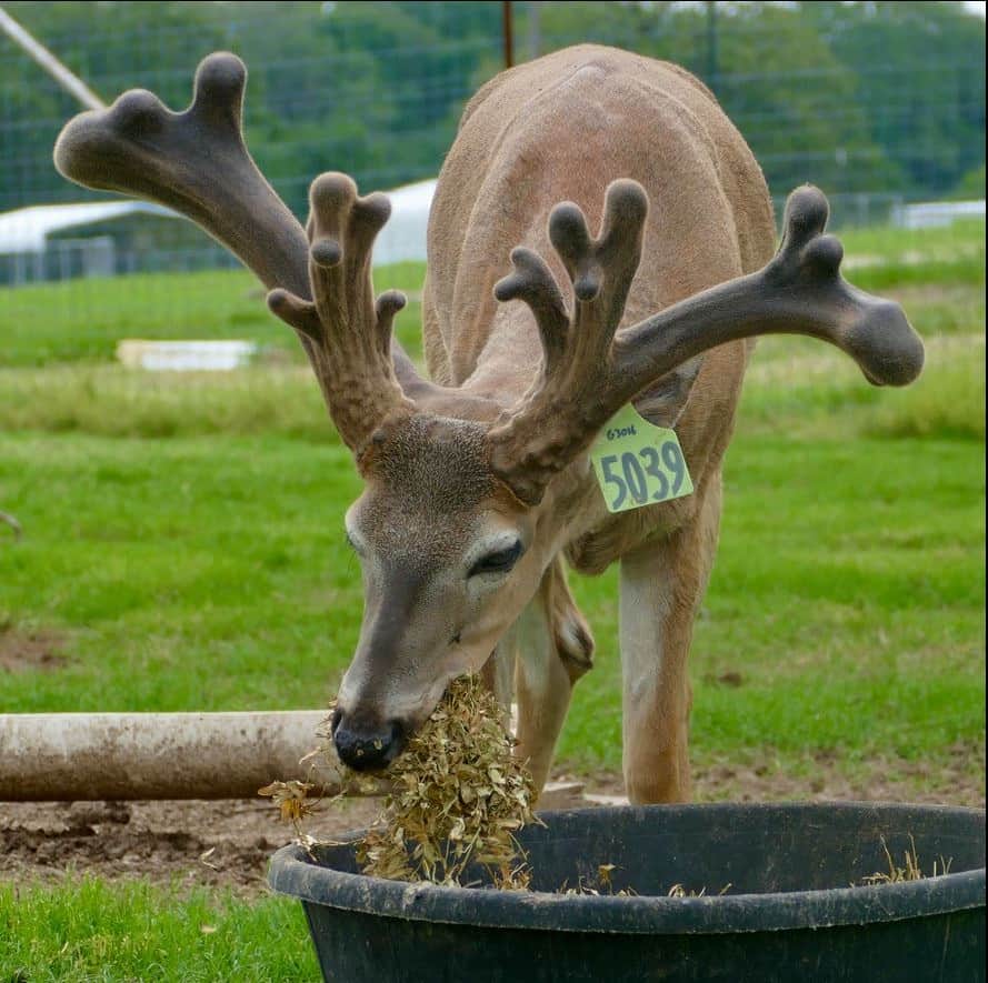 M3 Whitetails are Texas deer breeders that specialize in raising and selling whitetail Breeder Bucks, whitetail DMP Bucks, whitetail Stocker Bucks, as well as open and bred whitetail does. Big Texas Typicals are what buyers want when buying Texas DMP Bucks, Stocker Bucks, and Breeder Bucks. Our whitetail deer for sale are sure to impress prospective buyers and are priced competitively.