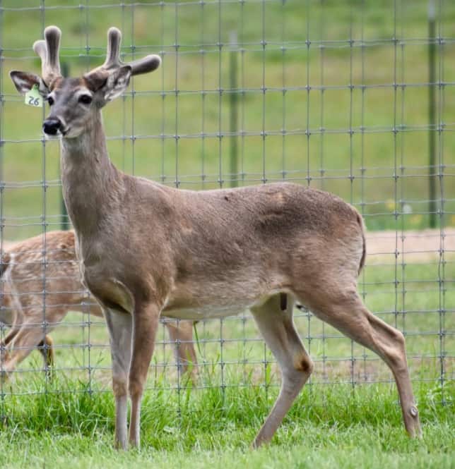 M3 Whitetails are Texas deer breeders that specialize in raising and selling whitetail Breeder Bucks, whitetail DMP Bucks, whitetail Stocker Bucks, as well as open and bred whitetail does. Big Texas Typicals are what buyers want when buying Texas DMP Bucks, Stocker Bucks, and Breeder Bucks. Our whitetail deer for sale are sure to impress prospective buyers and are priced competitively.