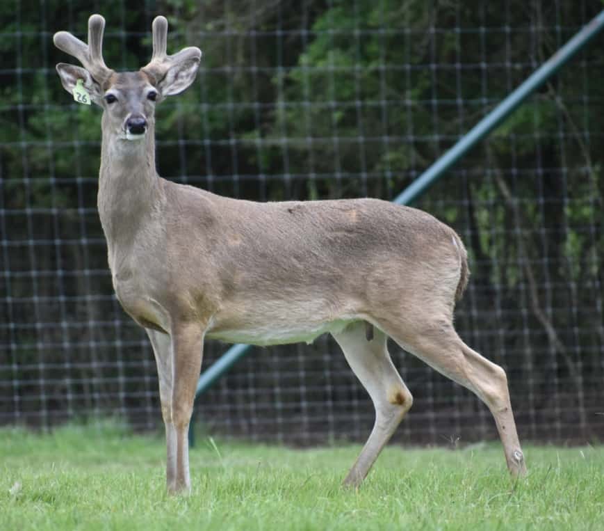 M3 Whitetails are Texas deer breeders that specialize in raising and selling whitetail Breeder Bucks, whitetail DMP Bucks, whitetail Stocker Bucks, as well as open and bred whitetail does. Big Texas Typicals are what buyers want when buying Texas DMP Bucks, Stocker Bucks, and Breeder Bucks. Our whitetail deer for sale are sure to impress prospective buyers and are priced competitively.