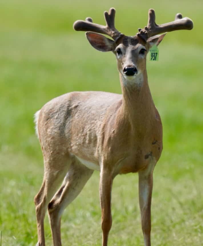 This M3 Whitetails buck is growing out nicely at our Texas whitetail deer farm. M3 Whitetails are Texas deer breeders that specialize in raising and selling whitetail Breeder Bucks, whitetail DMP Bucks, whitetail Stocker Bucks, as well as open and bred whitetail does. Big Texas Typicals are what buyers want when buying Texas DMP Bucks, Stocker Bucks, and Breeder Bucks. Our whitetail deer for sale are sure to impress prospective buyers and are priced competitively.