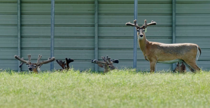 This M3 Whitetails buck is growing out nicely at our Texas whitetail deer farm. M3 Whitetails are Texas deer breeders that specialize in raising and selling whitetail Breeder Bucks, whitetail DMP Bucks, whitetail Stocker Bucks, as well as open and bred whitetail does. Big Texas Typicals are what buyers want when buying Texas DMP Bucks, Stocker Bucks, and Breeder Bucks. Our whitetail deer for sale are sure to impress prospective buyers and are priced competitively.