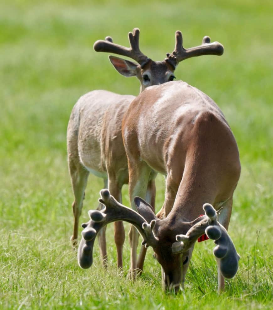 This M3 Whitetails buck is growing out nicely at our Texas whitetail deer farm. M3 Whitetails are Texas deer breeders that specialize in raising and selling whitetail Breeder Bucks, whitetail DMP Bucks, whitetail Stocker Bucks, as well as open and bred whitetail does. Big Texas Typicals are what buyers want when buying Texas DMP Bucks, Stocker Bucks, and Breeder Bucks. Our whitetail deer for sale are sure to impress prospective buyers and are priced competitively.