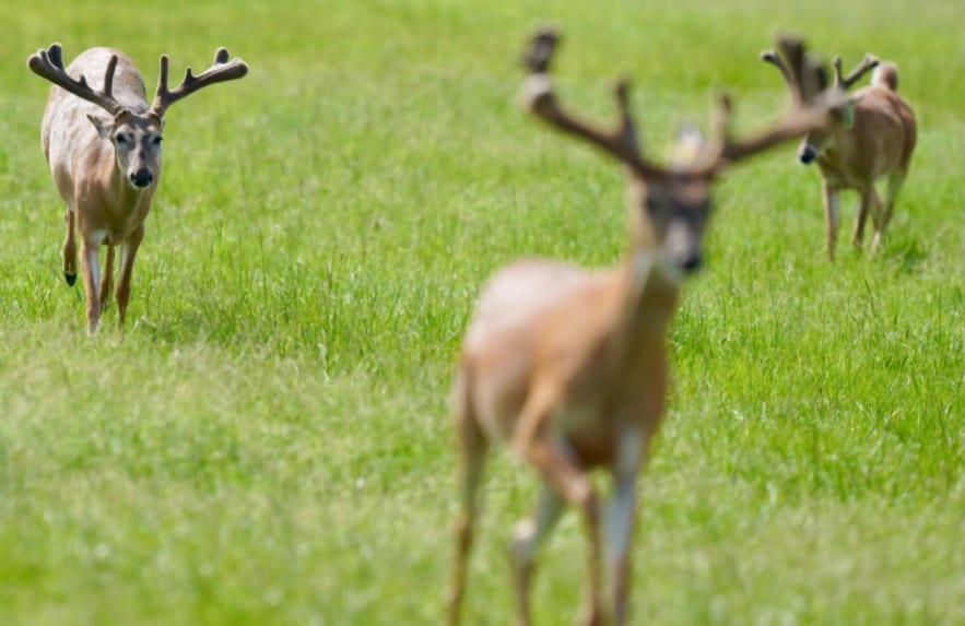 This M3 Whitetails buck is growing out nicely at our Texas whitetail deer farm. M3 Whitetails are Texas deer breeders that specialize in raising and selling whitetail Breeder Bucks, whitetail DMP Bucks, whitetail Stocker Bucks, as well as open and bred whitetail does. Big Texas Typicals are what buyers want when buying Texas DMP Bucks, Stocker Bucks, and Breeder Bucks. Our whitetail deer for sale are sure to impress prospective buyers and are priced competitively.