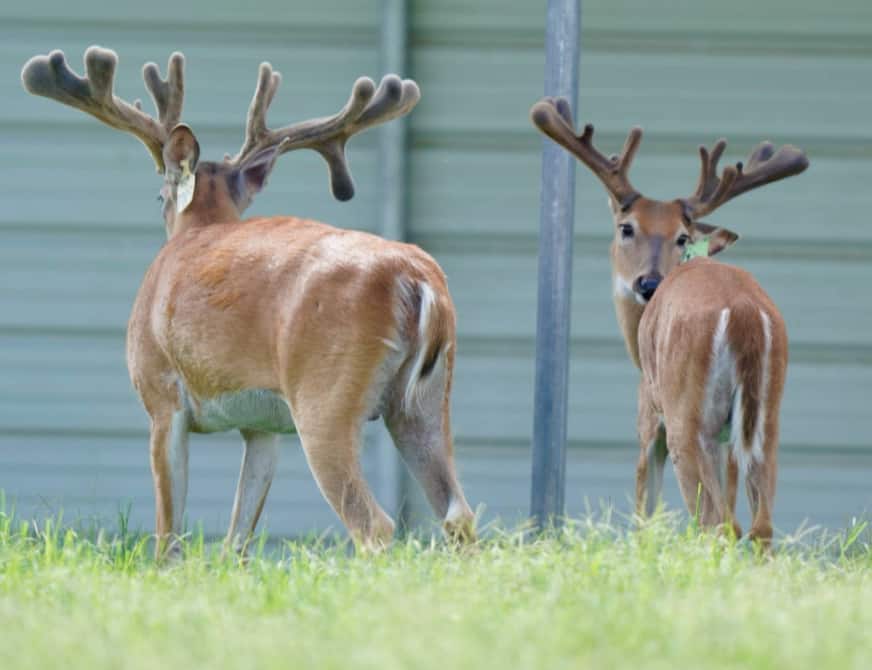 This M3 Whitetails buck is growing out nicely at our Texas whitetail deer farm. M3 Whitetails are Texas deer breeders that specialize in raising and selling whitetail Breeder Bucks, whitetail DMP Bucks, whitetail Stocker Bucks, as well as open and bred whitetail does. Big Texas Typicals are what buyers want when buying Texas DMP Bucks, Stocker Bucks, and Breeder Bucks. Our whitetail deer for sale are sure to impress prospective buyers and are priced competitively.