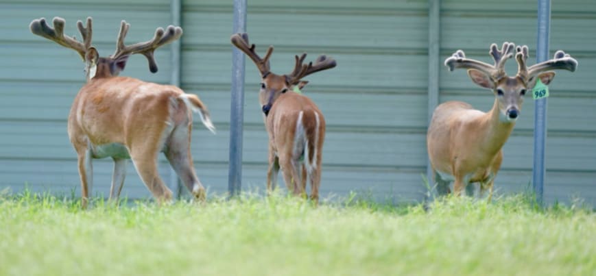 This M3 Whitetails buck is growing out nicely at our Texas whitetail deer farm. M3 Whitetails are Texas deer breeders that specialize in raising and selling whitetail Breeder Bucks, whitetail DMP Bucks, whitetail Stocker Bucks, as well as open and bred whitetail does. Big Texas Typicals are what buyers want when buying Texas DMP Bucks, Stocker Bucks, and Breeder Bucks. Our whitetail deer for sale are sure to impress prospective buyers and are priced competitively.