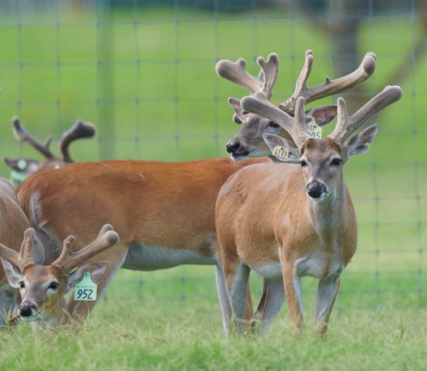 This M3 Whitetails buck is growing out nicely at our Texas whitetail deer farm. M3 Whitetails are Texas deer breeders that specialize in raising and selling whitetail Breeder Bucks, whitetail DMP Bucks, whitetail Stocker Bucks, as well as open and bred whitetail does. Big Texas Typicals are what buyers want when buying Texas DMP Bucks, Stocker Bucks, and Breeder Bucks. Our whitetail deer for sale are sure to impress prospective buyers and are priced competitively.