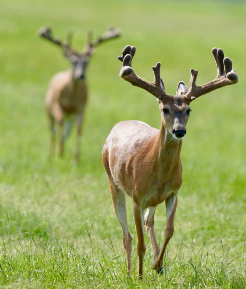 This M3 Whitetails buck is growing out nicely at our Texas whitetail deer farm. M3 Whitetails are Texas deer breeders that specialize in raising and selling whitetail Breeder Bucks, whitetail DMP Bucks, whitetail Stocker Bucks, as well as open and bred whitetail does. Big Texas Typicals are what buyers want when buying Texas DMP Bucks, Stocker Bucks, and Breeder Bucks. Our whitetail deer for sale are sure to impress prospective buyers and are priced competitively.