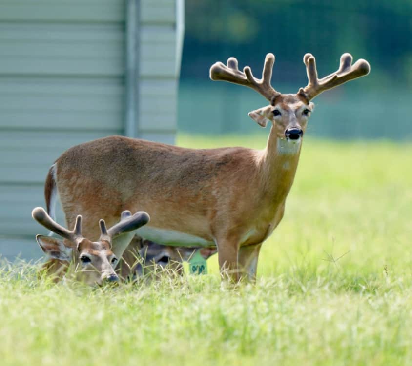 This M3 Whitetails buck is growing out nicely at our Texas whitetail deer farm. M3 Whitetails are Texas deer breeders that specialize in raising and selling whitetail Breeder Bucks, whitetail DMP Bucks, whitetail Stocker Bucks, as well as open and bred whitetail does. Big Texas Typicals are what buyers want when buying Texas DMP Bucks, Stocker Bucks, and Breeder Bucks. Our whitetail deer for sale are sure to impress prospective buyers and are priced competitively.