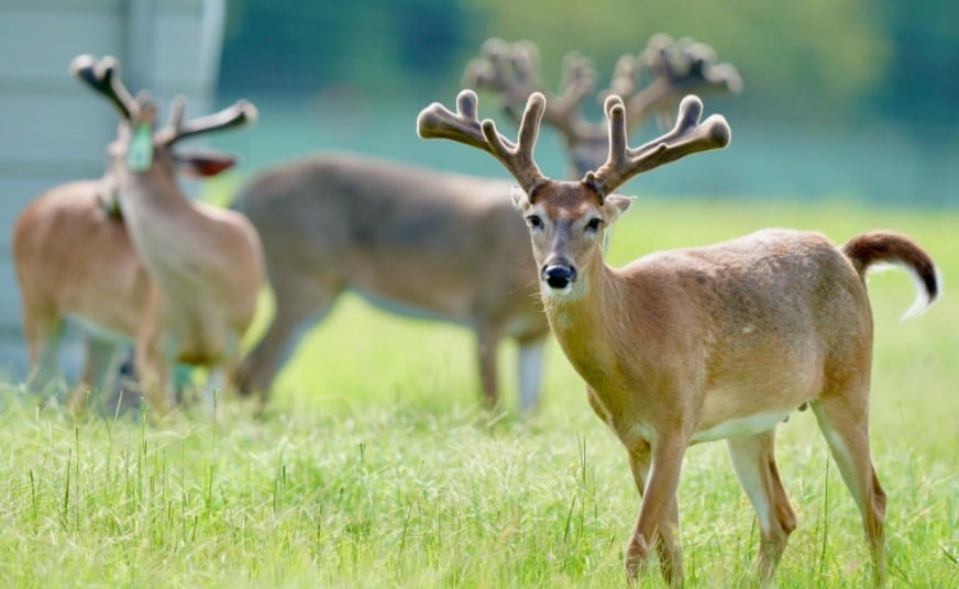 This M3 Whitetails buck is growing out nicely at our Texas whitetail deer farm. M3 Whitetails are Texas deer breeders that specialize in raising and selling whitetail Breeder Bucks, whitetail DMP Bucks, whitetail Stocker Bucks, as well as open and bred whitetail does. Big Texas Typicals are what buyers want when buying Texas DMP Bucks, Stocker Bucks, and Breeder Bucks. Our whitetail deer for sale are sure to impress prospective buyers and are priced competitively.