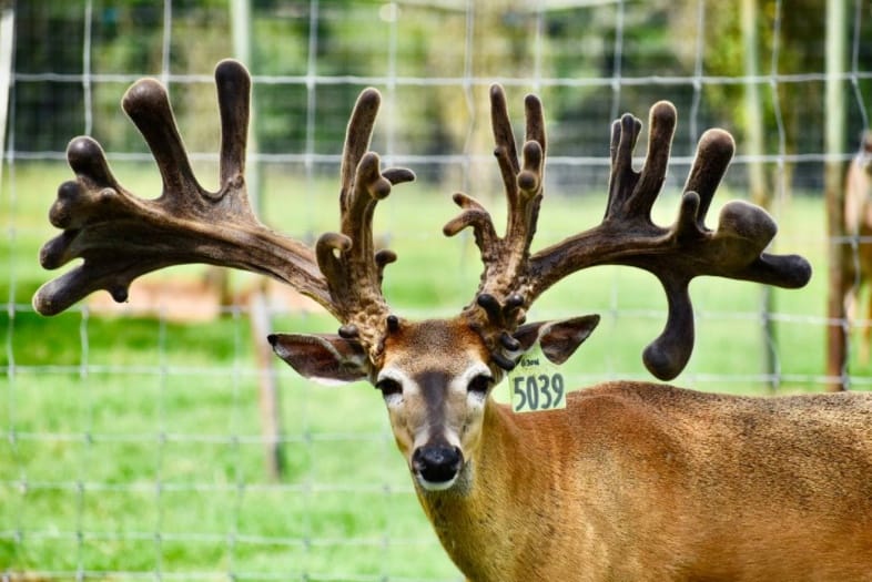 M3 Whitetails are Texas deer breeders that specialize in raising and selling whitetail Breeder Bucks, whitetail DMP Bucks, whitetail Stocker Bucks, as well as open and bred whitetail does. Big Texas Typicals are what buyers want when buying Texas DMP Bucks, Stocker Bucks, and Breeder Bucks. Our whitetail deer for sale are sure to impress prospective buyers and are priced competitively.