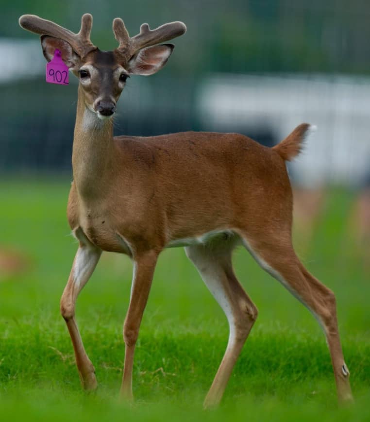 M3 Whitetails are Texas deer breeders that specialize in raising and selling whitetail Breeder Bucks, whitetail DMP Bucks, whitetail Stocker Bucks, as well as open and bred whitetail does. Big Texas Typicals are what buyers want when buying Texas DMP Bucks, Stocker Bucks, and Breeder Bucks. Our whitetail deer for sale are sure to impress prospective buyers and are priced competitively.