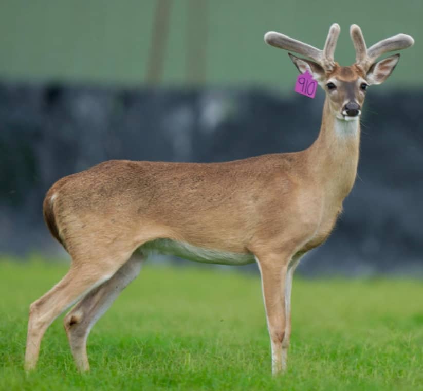 M3 Whitetails are Texas deer breeders that specialize in raising and selling whitetail Breeder Bucks, whitetail DMP Bucks, whitetail Stocker Bucks, as well as open and bred whitetail does. Big Texas Typicals are what buyers want when buying Texas DMP Bucks, Stocker Bucks, and Breeder Bucks. Our whitetail deer for sale are sure to impress prospective buyers and are priced competitively.