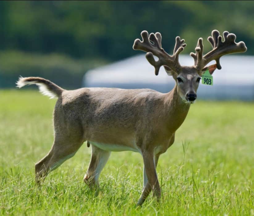 This M3 Whitetails buck is growing out nicely at our Texas whitetail deer farm. M3 Whitetails are Texas deer breeders that specialize in raising and selling whitetail Breeder Bucks, whitetail DMP Bucks, whitetail Stocker Bucks, as well as open and bred whitetail does. Big Texas Typicals are what buyers want when buying Texas DMP Bucks, Stocker Bucks, and Breeder Bucks. Our whitetail deer for sale are sure to impress prospective buyers and are priced competitively.