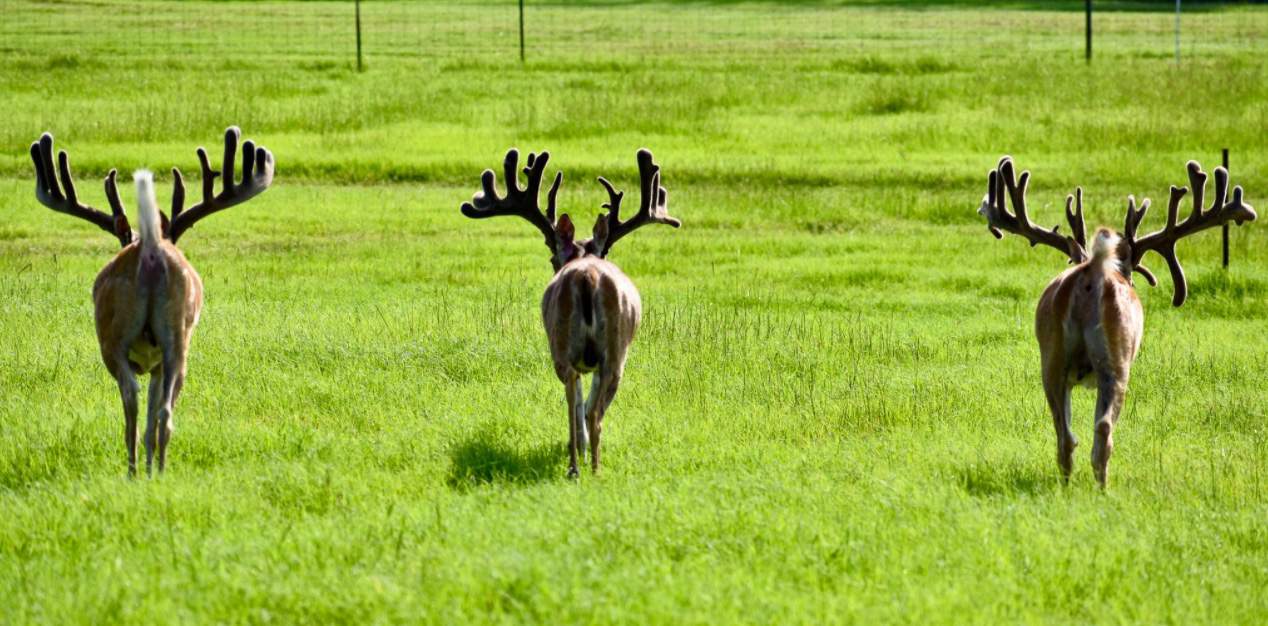 M3 Whitetails are Texas deer breeders that specialize in raising and selling whitetail Breeder Bucks, whitetail DMP Bucks, whitetail Stocker Bucks, as well as open and bred whitetail does. Big Texas Typicals are what buyers want when buying Texas DMP Bucks, Stocker Bucks, and Breeder Bucks. Our whitetail deer for sale are sure to impress prospective buyers and are priced competitively.