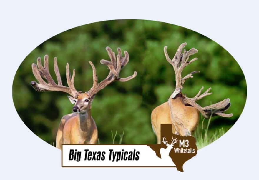 M3 Whitetails are Texas deer breeders that specialize in raising and selling whitetail Breeder Bucks, whitetail DMP Bucks, whitetail Stocker Bucks, as well as open and bred whitetail does. Big Texas Typicals are what buyers want when buying Texas DMP Bucks, Stocker Bucks, and Breeder Bucks. Our whitetail deer for sale are sure to impress prospective buyers and are priced competitively.
