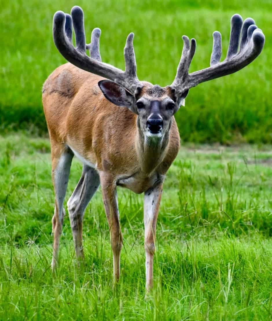 M3 Whitetails are Texas deer breeders that specialize in raising and selling whitetail Breeder Bucks, whitetail DMP Bucks, whitetail Stocker Bucks, as well as open and bred whitetail does. Big Texas Typicals are what buyers want when buying Texas DMP Bucks, Stocker Bucks, and Breeder Bucks. Our whitetail deer for sale are sure to impress prospective buyers and are priced competitively.