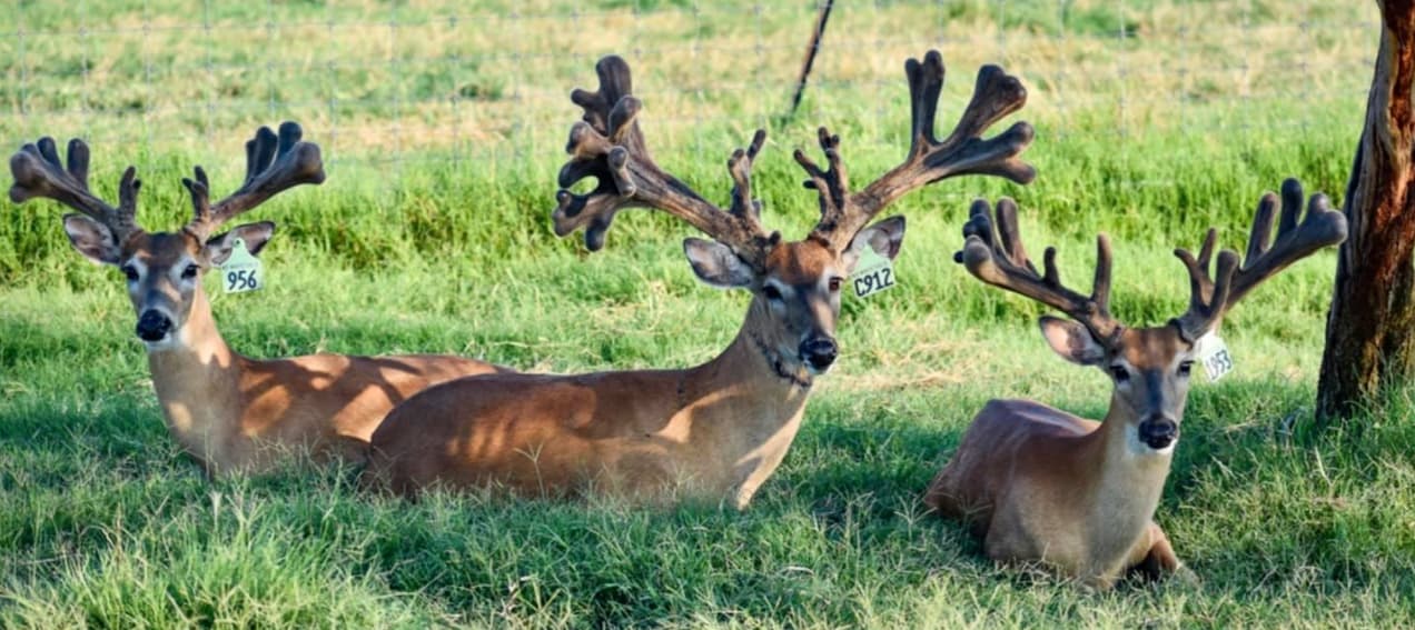 M3 Whitetails are Texas deer breeders that specialize in raising and selling whitetail Breeder Bucks, whitetail DMP Bucks, whitetail Stocker Bucks, as well as open and bred whitetail does. Big Texas Typicals are what buyers want when buying Texas DMP Bucks, Stocker Bucks, and Breeder Bucks. Our whitetail deer for sale are sure to impress prospective buyers and are priced competitively.