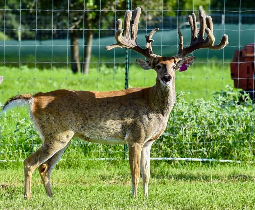 M3 Whitetails are Texas deer breeders that specialize in raising and selling whitetail Breeder Bucks, whitetail DMP Bucks, whitetail Stocker Bucks, as well as open and bred whitetail does. Big Texas Typicals are what buyers want when buying Texas DMP Bucks, Stocker Bucks, and Breeder Bucks. Our whitetail deer for sale are sure to impress prospective buyers and are priced competitively.