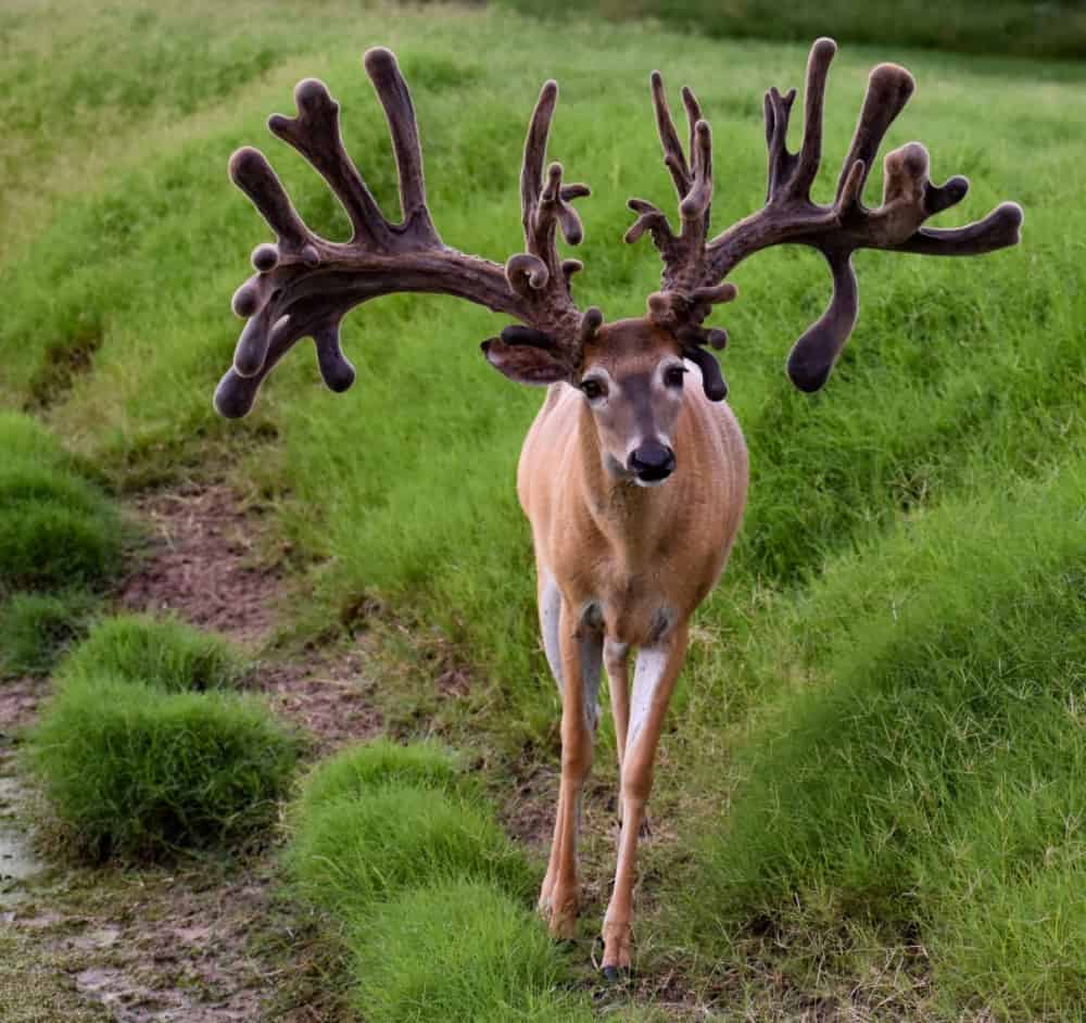 M3 Whitetails are Texas deer breeders that specialize in raising and selling whitetail Breeder Bucks, whitetail DMP Bucks, whitetail Stocker Bucks, as well as open and bred whitetail does. Big Texas Typicals are what buyers want when buying Texas DMP Bucks, Stocker Bucks, and Breeder Bucks. Our whitetail deer for sale are sure to impress prospective buyers and are priced competitively.