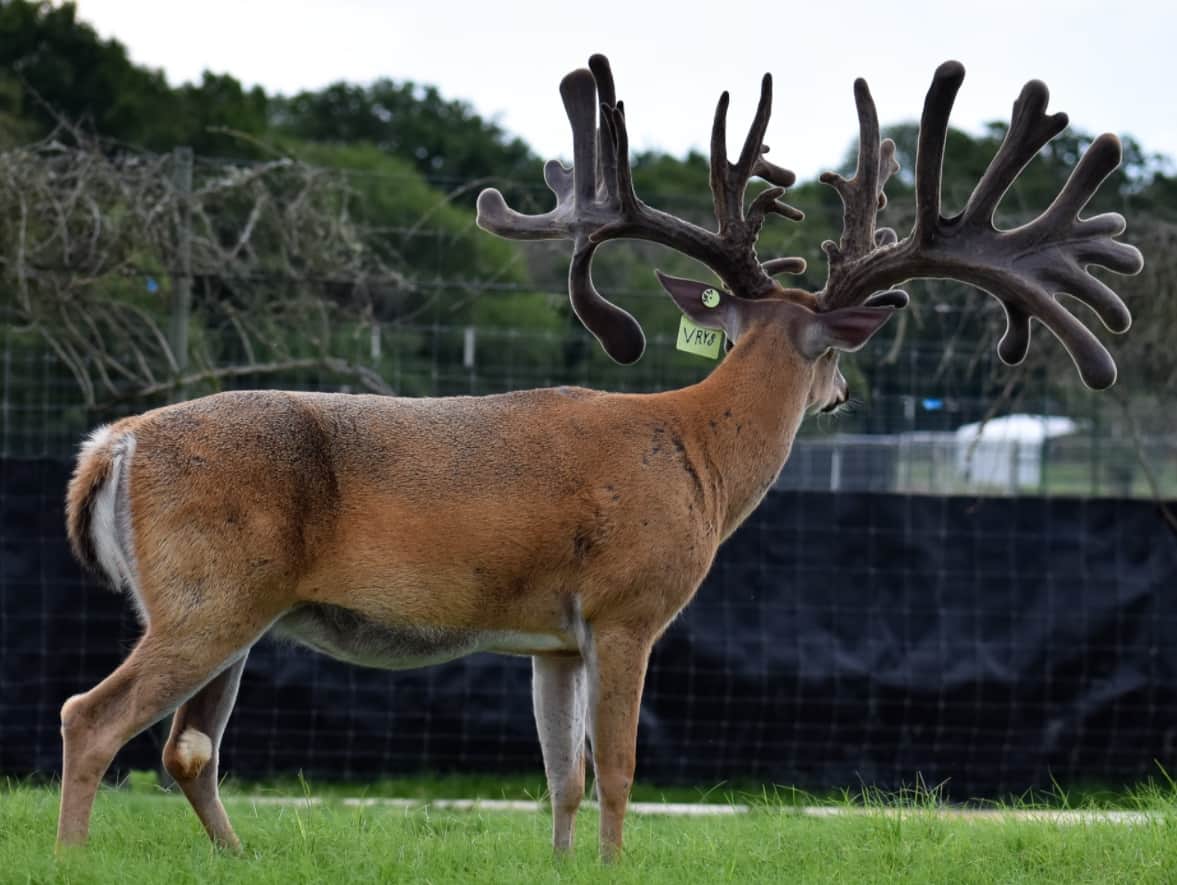 M3 Whitetails are Texas deer breeders that specialize in raising and selling whitetail Breeder Bucks, whitetail DMP Bucks, whitetail Stocker Bucks, as well as open and bred whitetail does. Big Texas Typicals are what buyers want when buying Texas DMP Bucks, Stocker Bucks, and Breeder Bucks. Our whitetail deer for sale are sure to impress prospective buyers and are priced competitively.
